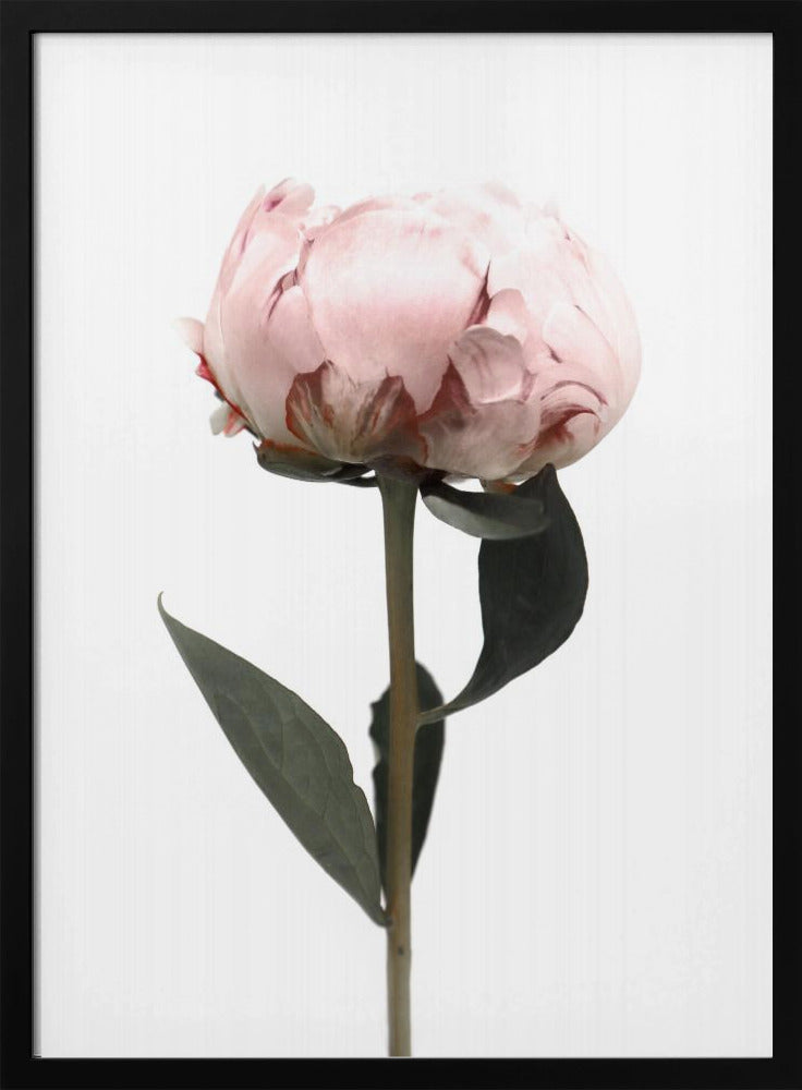 Blush peony II | Poster
