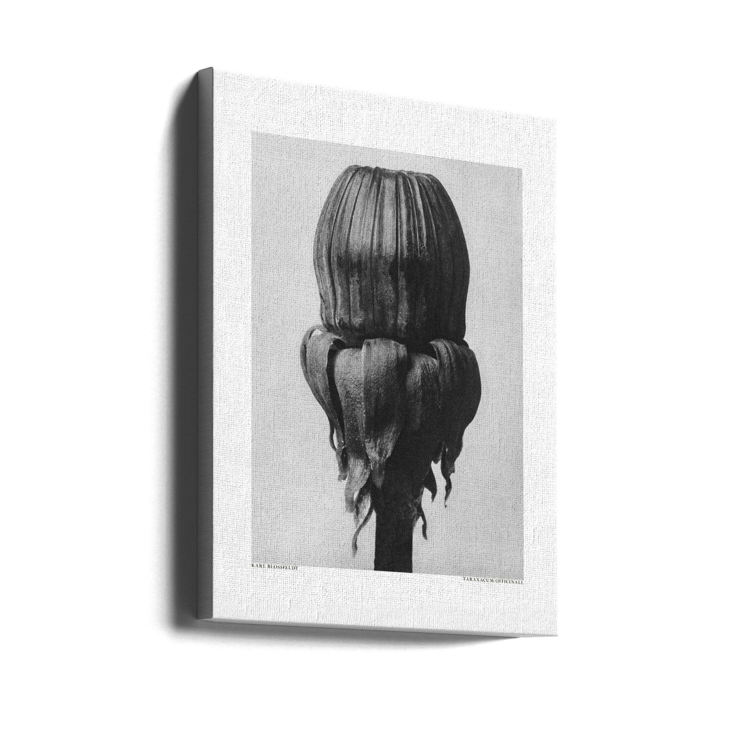 Taraxacum Officinale | Canvas