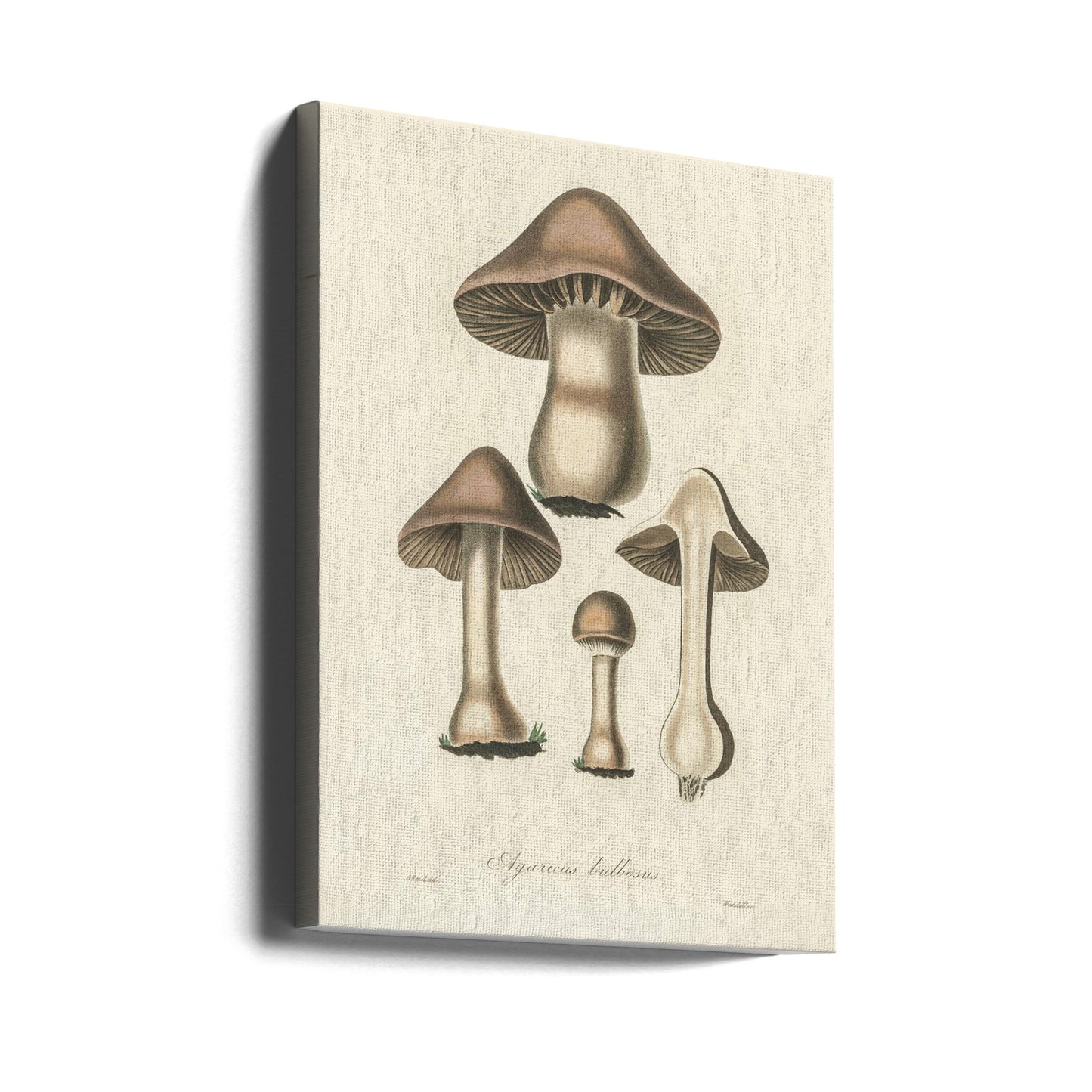 Illustrazione di Agaricus Bulbosus. Botanica medica 1836 | Stampe su Tela