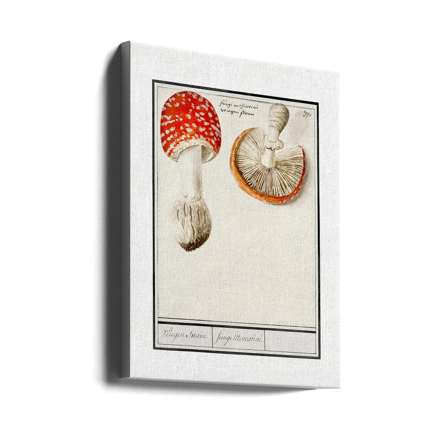 Agarico di mosca, Amanita Muscaria | Stampe su Tela