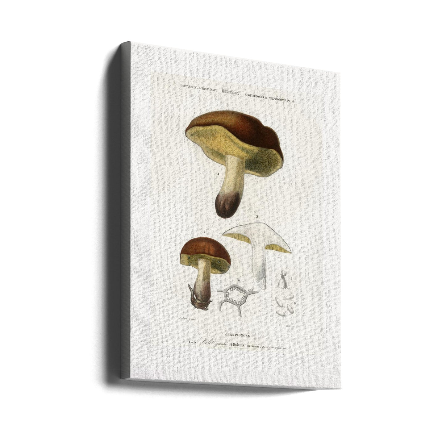 Svamp (boletus circinans) | Canvas