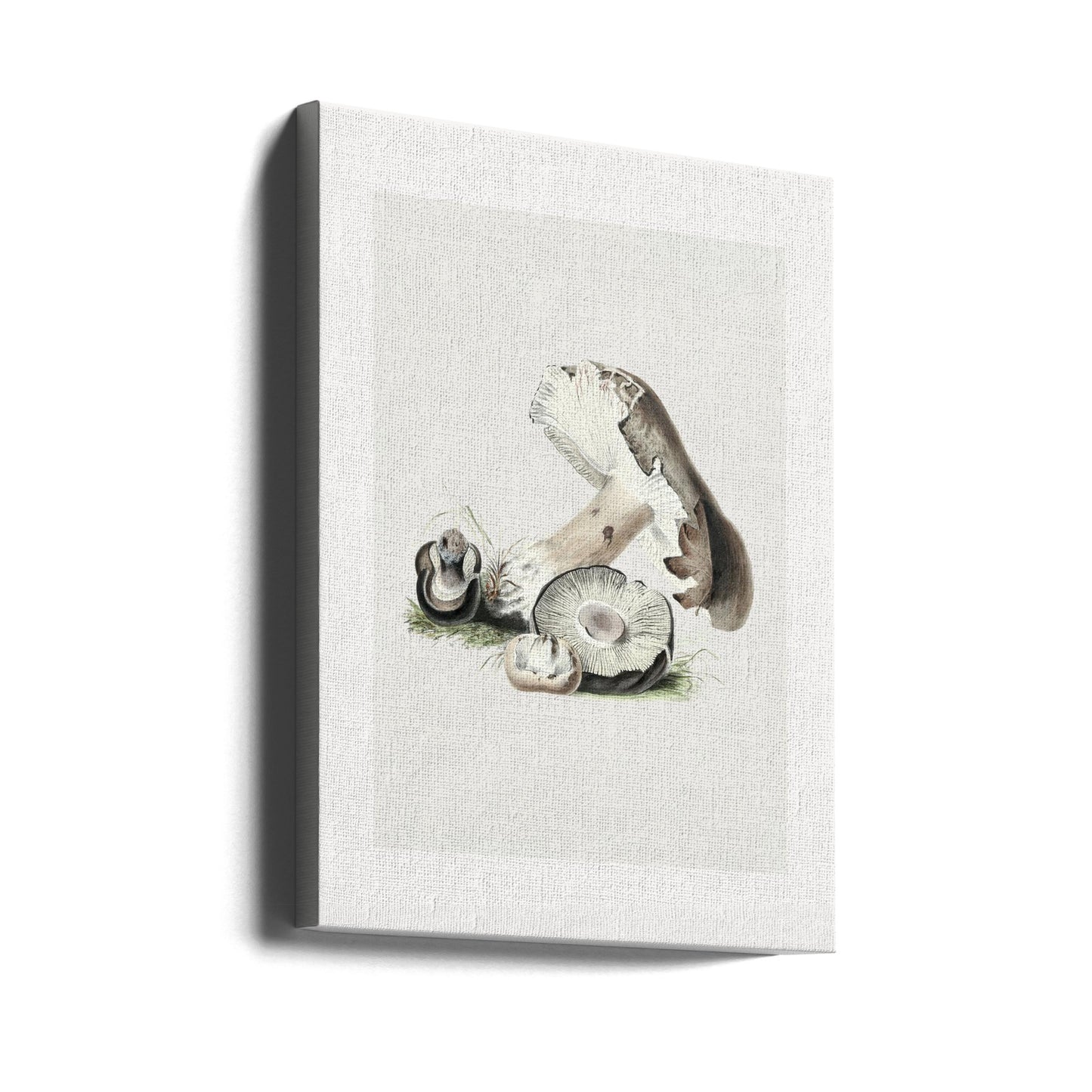 Vintage Agaricus Augustus Grzyb 50x70 | Wydruki na łótnie