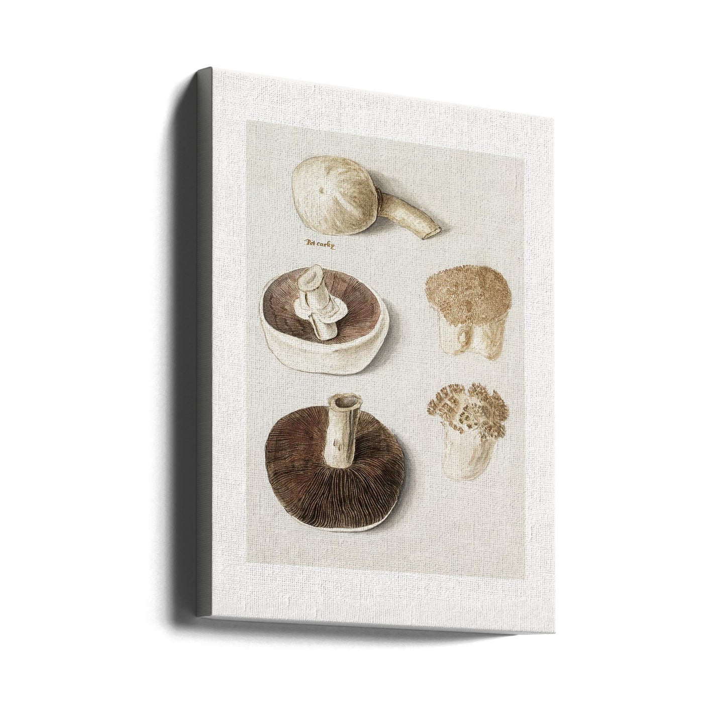 Seta de prado común, Agaricus Campestris de pie | Impresiones en Lienzo