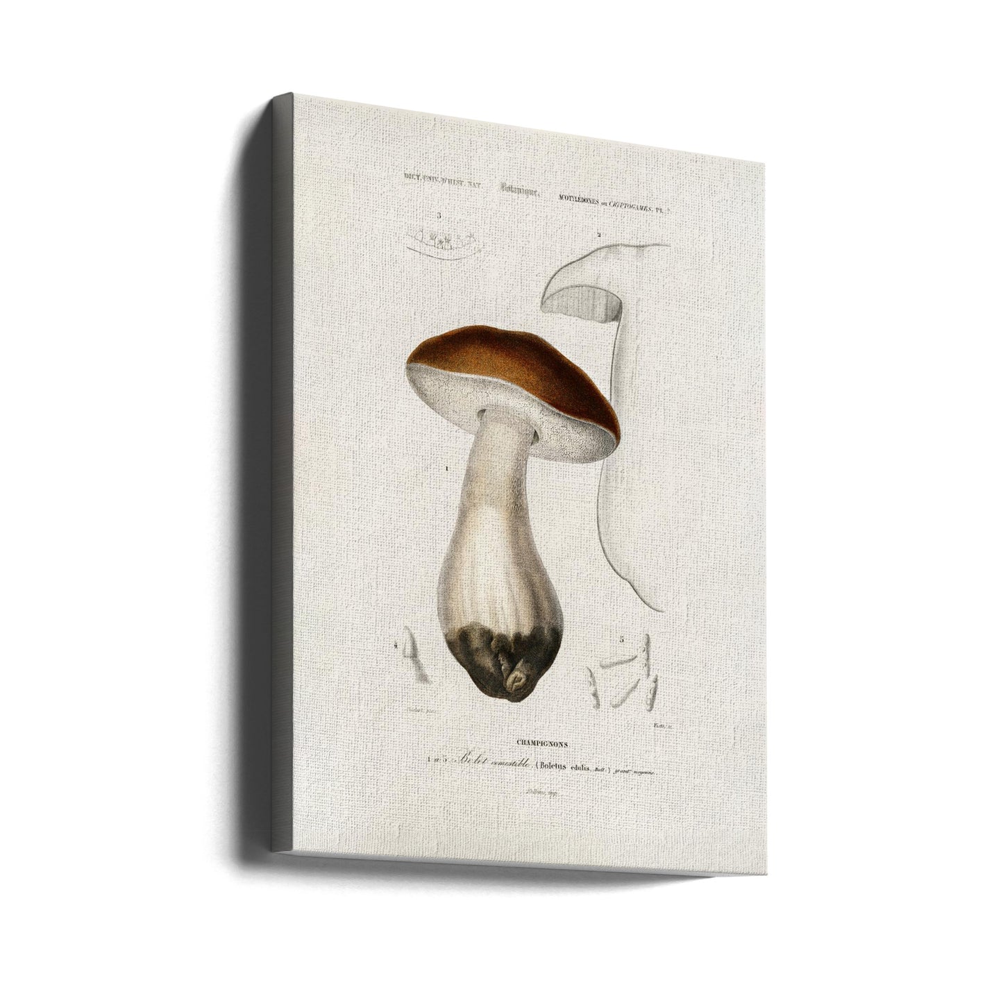 Porcini (Boletus Edulis) | Stampe su Tela