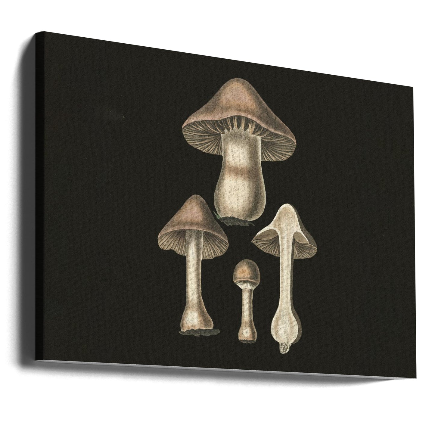 Agaricus bulbosus tumma tausta | Canvastaulut