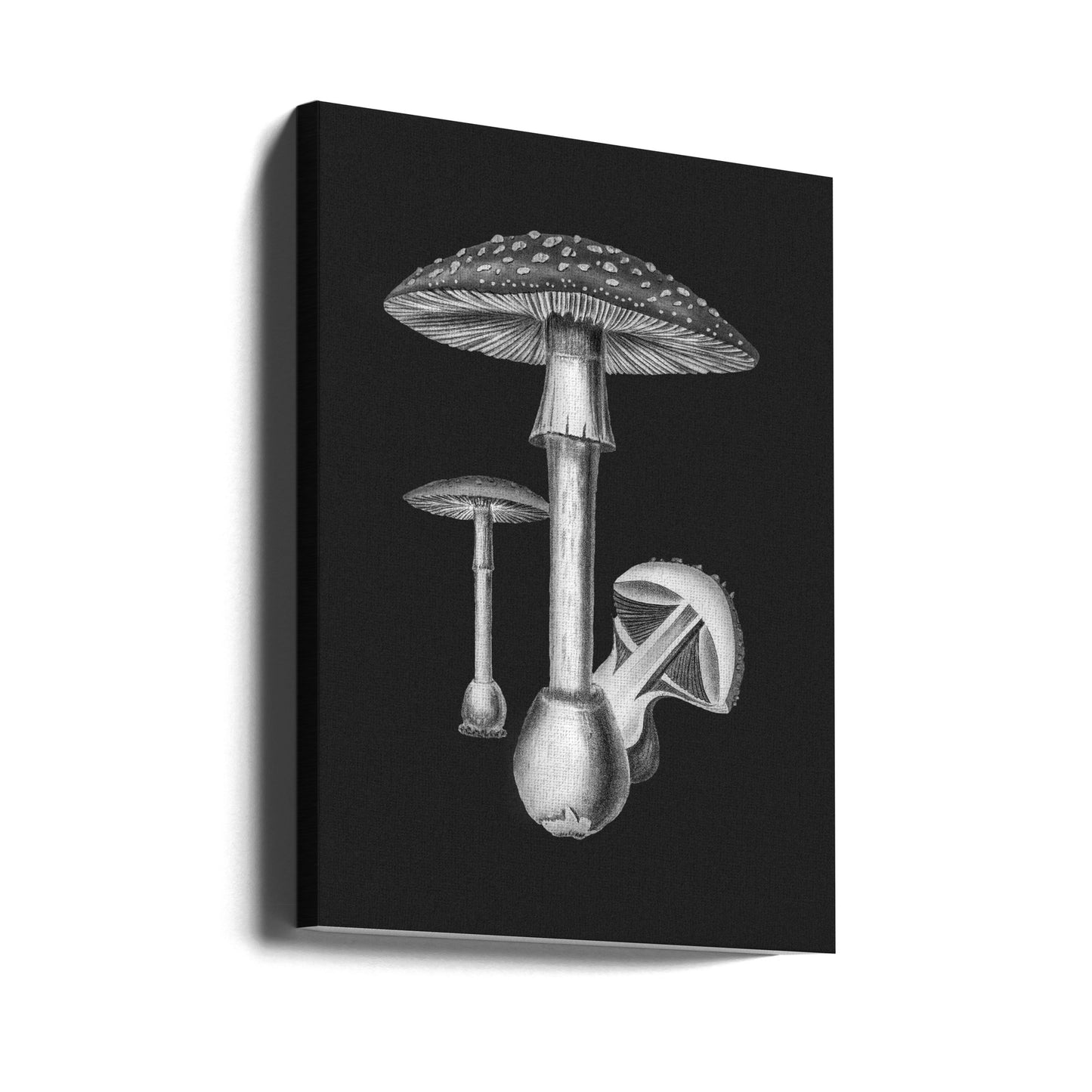Amanita Muscaria Sfondo scuro BW | Stampe su Tela