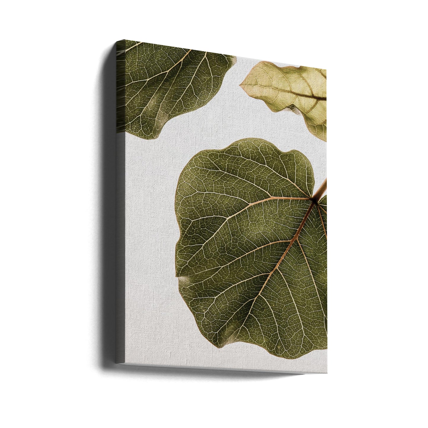 Abutifolia N°2 | Tableaux sur Toile