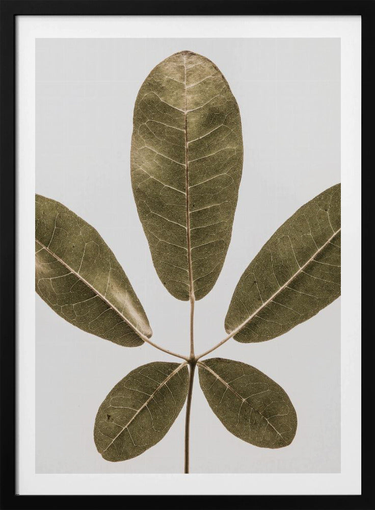 Höstlöv | Poster