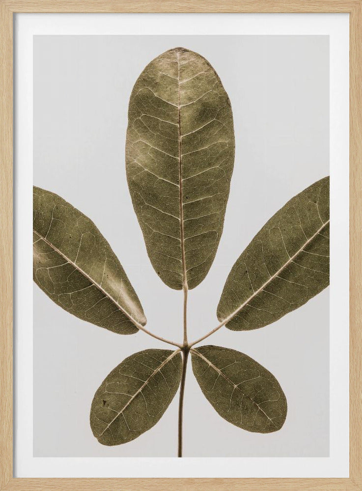 Höstlöv | Poster