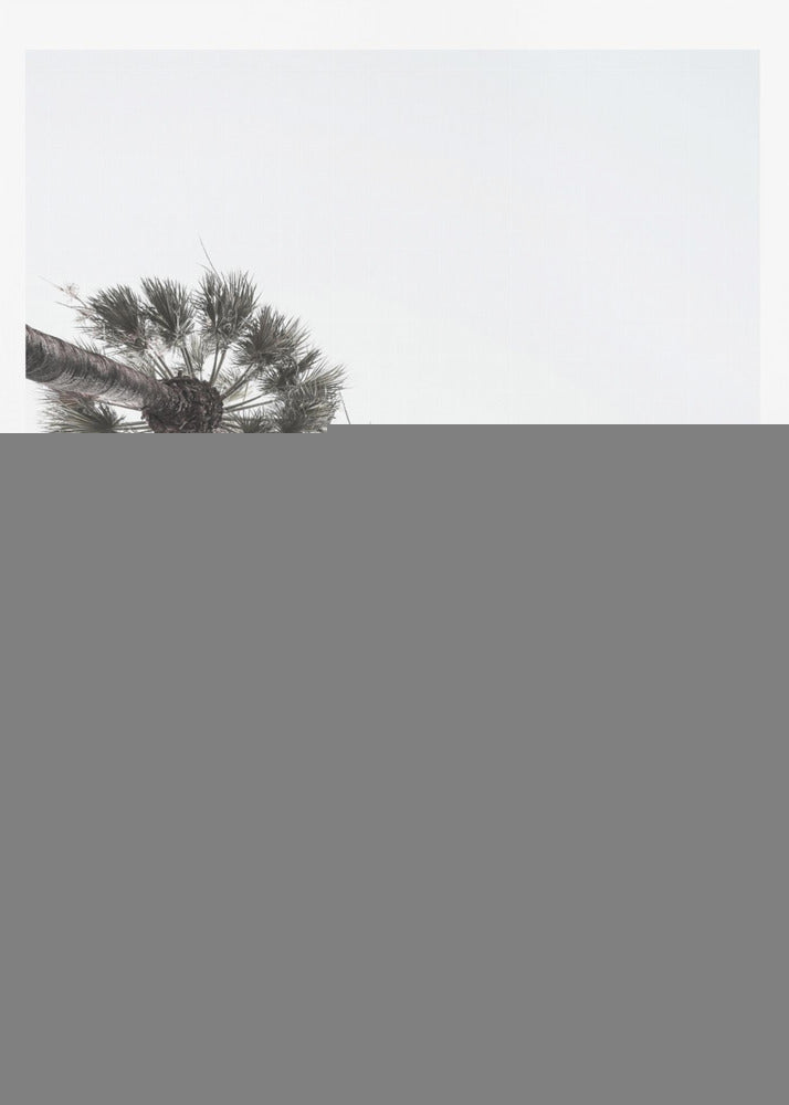 Skyward Palms | Poster