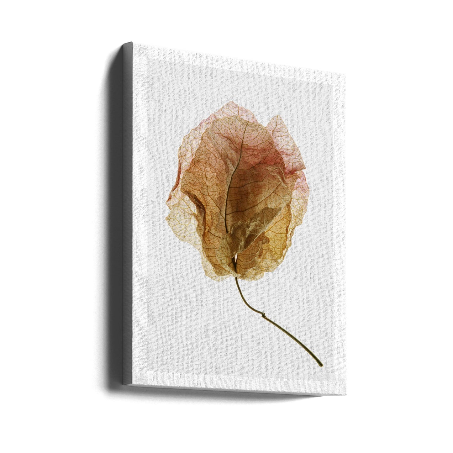 Bougainvillea Study No6 | Canvas