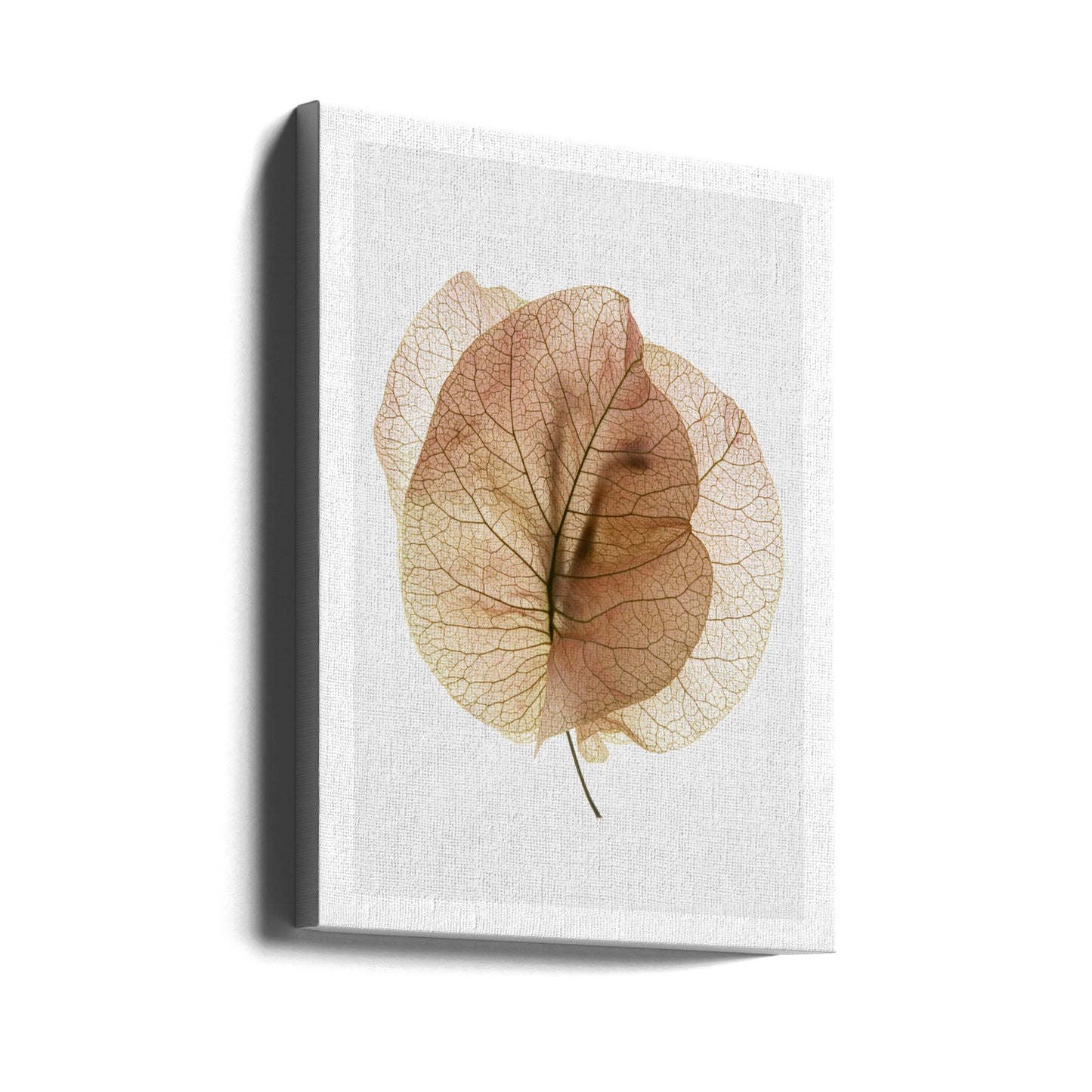 Bougainvillea Study No7 | Canvas