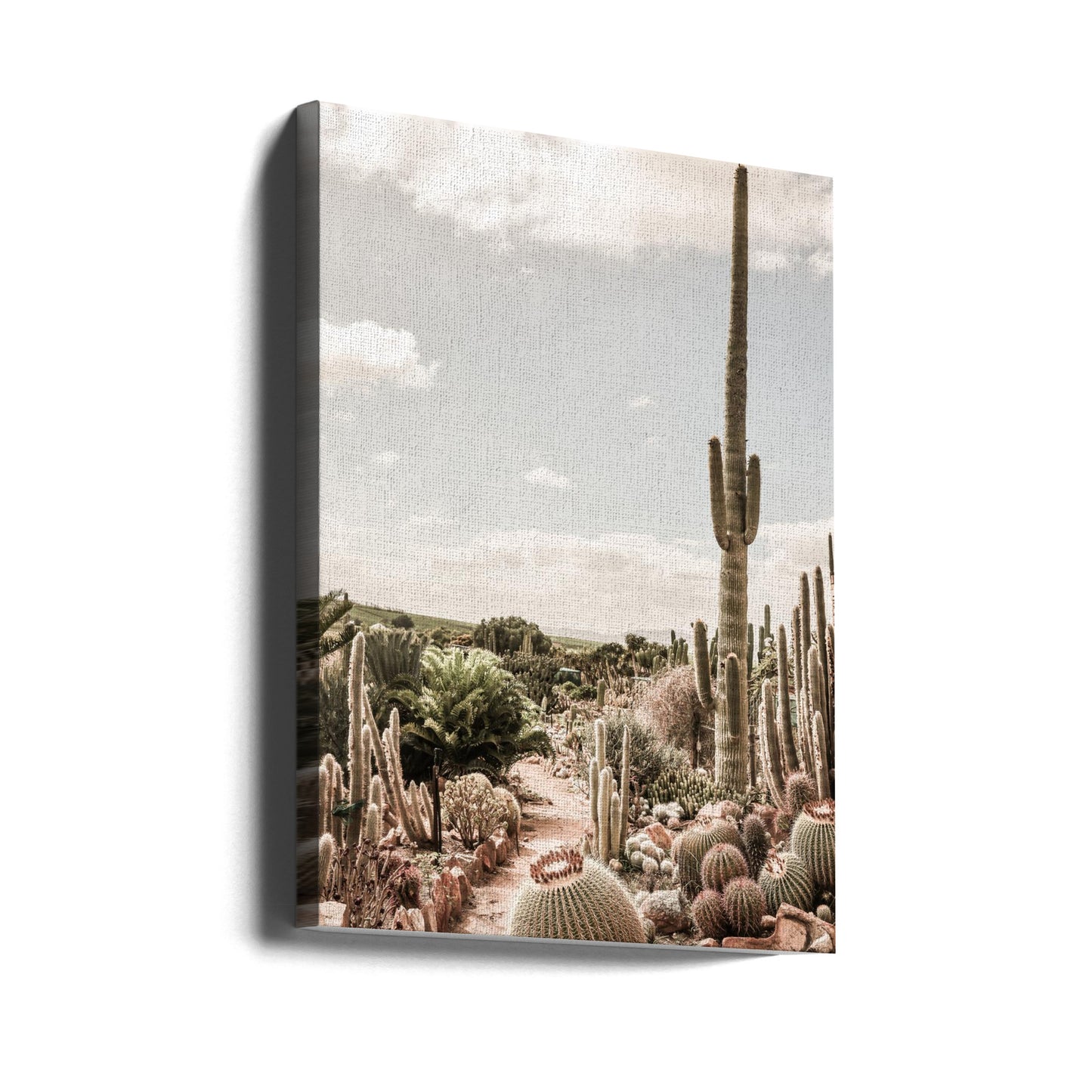 Kaktusodling | Canvas