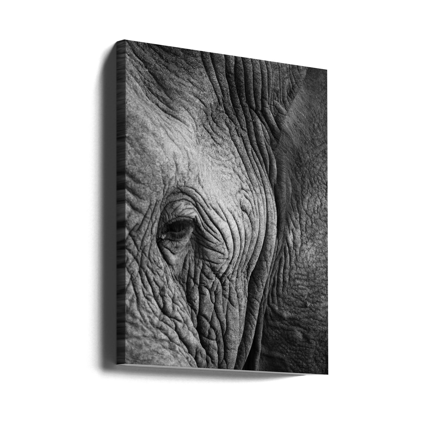 Elephant Study | Canvas