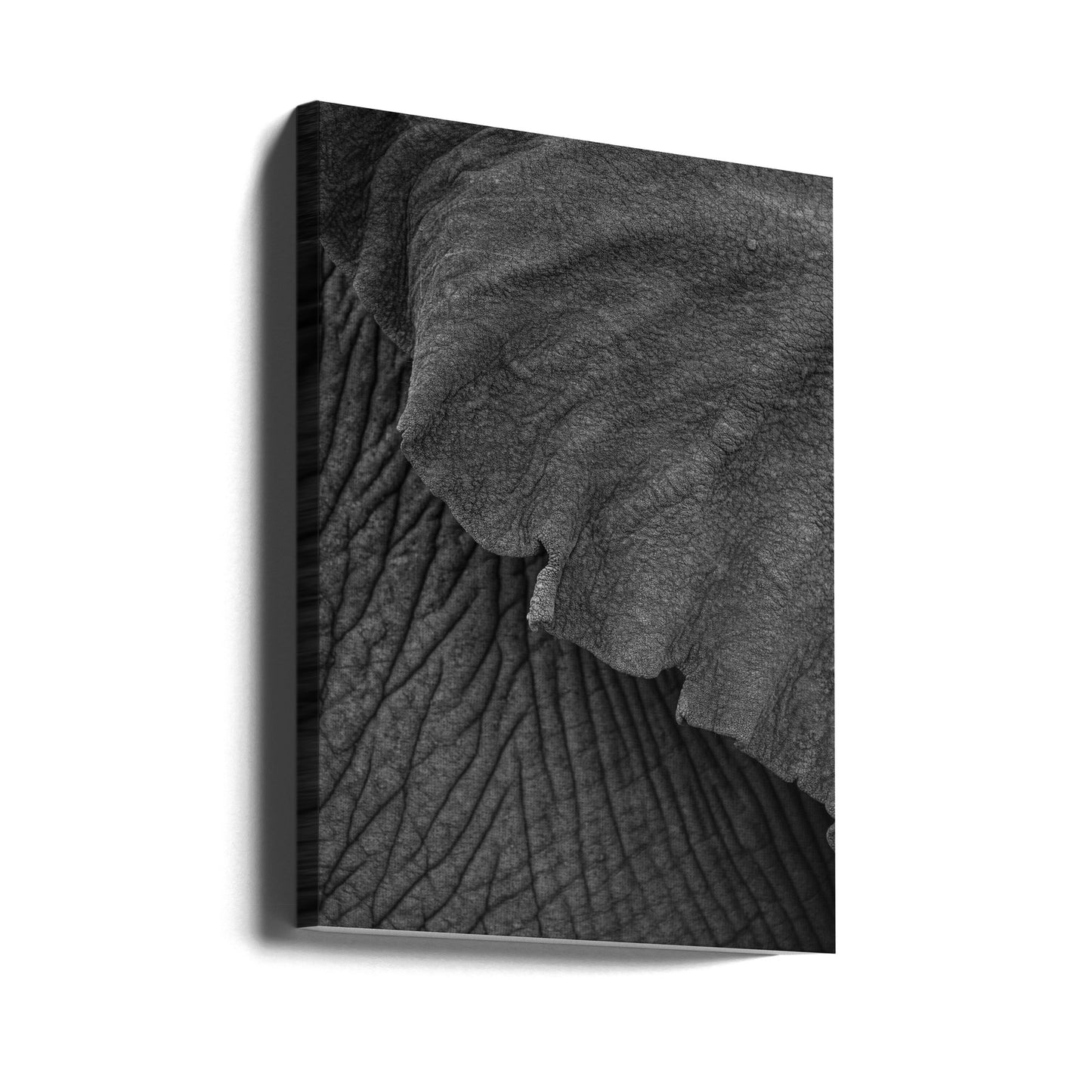 Olifant 02 | Canvas