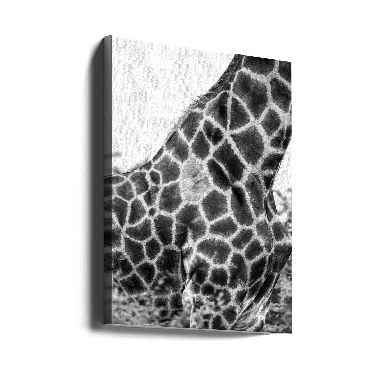 Super Safari n° 3 | Tableaux sur Toile