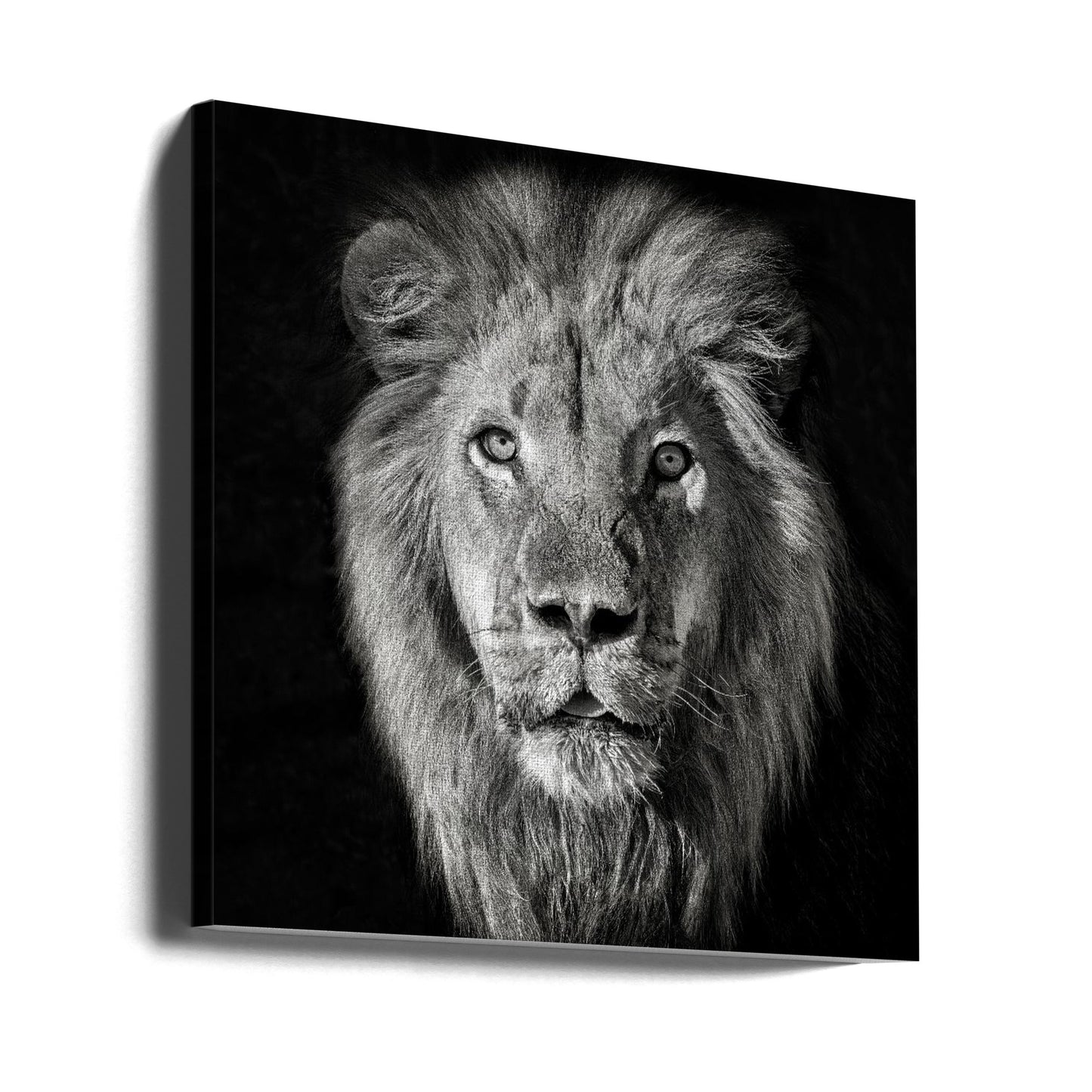Leijonan muotokuva - Panthera Leo | Canvastaulut