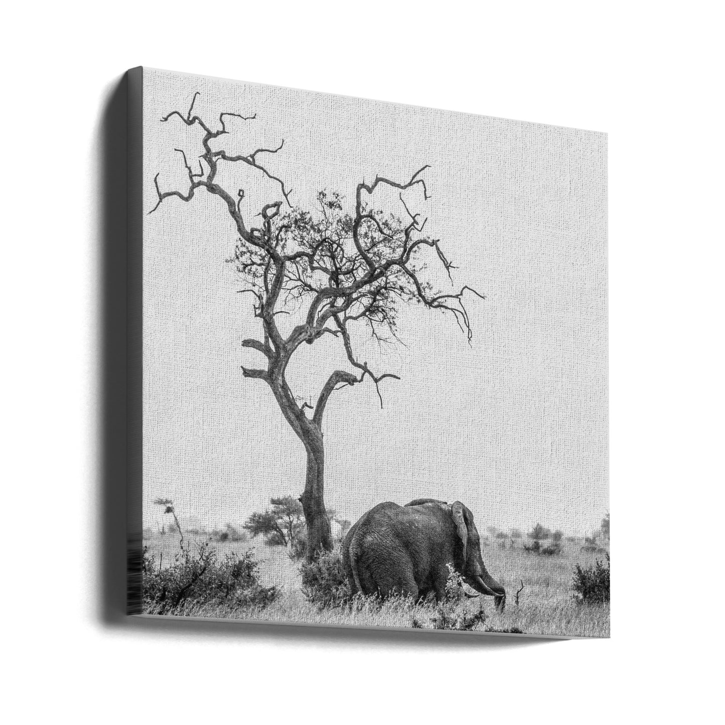 El árbol y el elefante | Impresiones en Lienzo