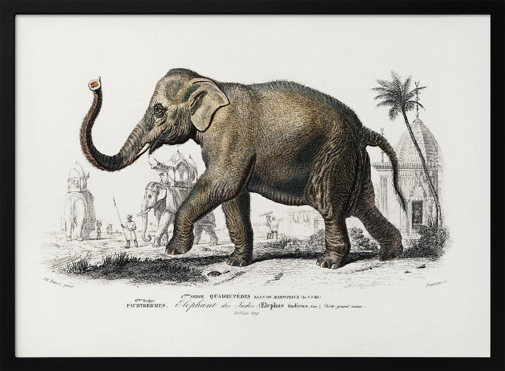 Asiatic Elephant | Poster