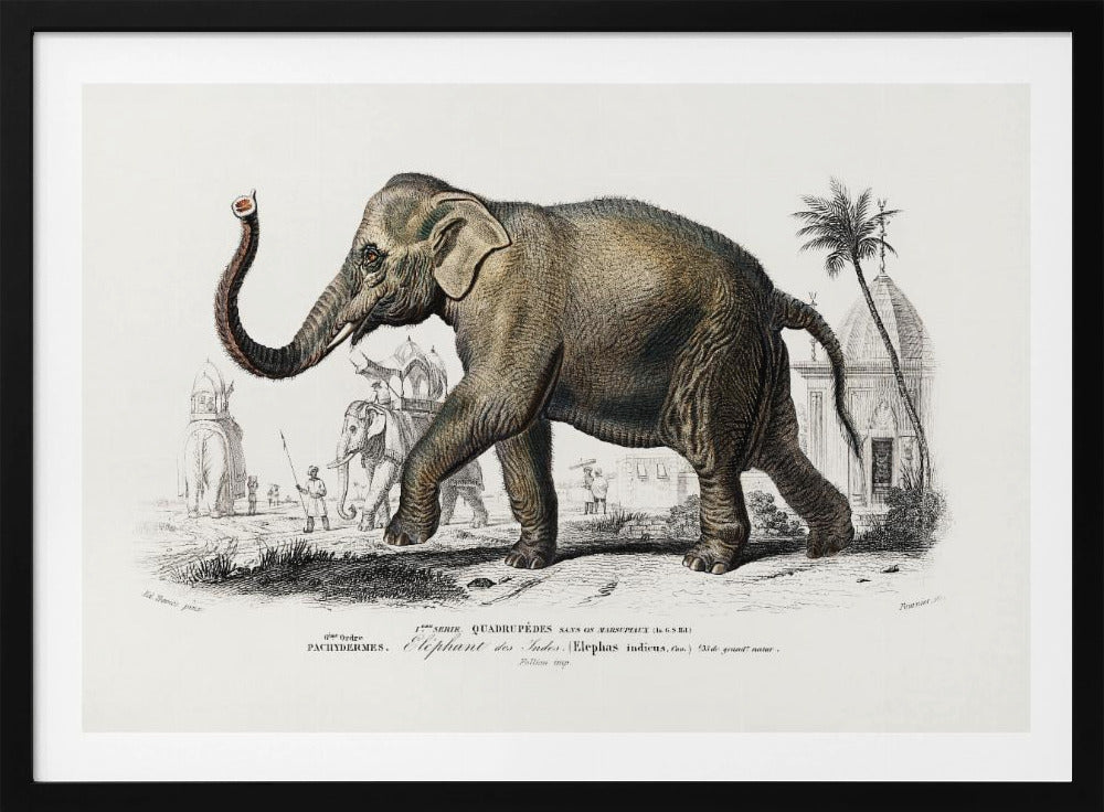 Asiatic Elephant | Poster