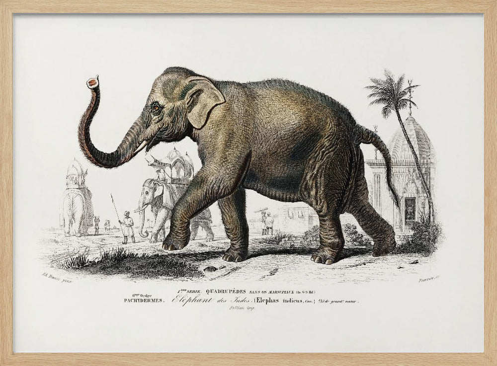 Asiatic Elephant | Poster