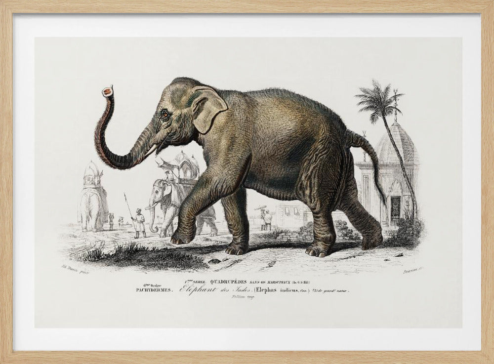 Asiatic Elephant | Poster