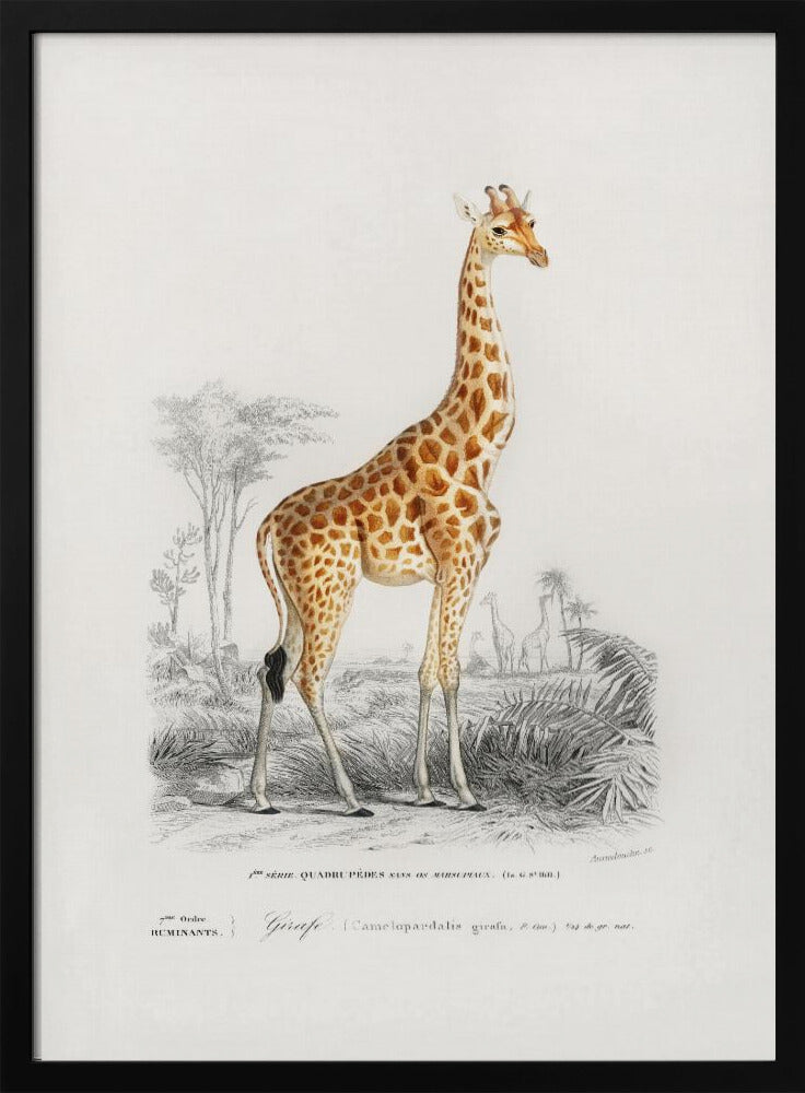 Giraffe | Poster