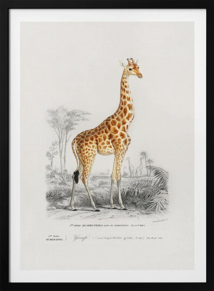 Giraffe | Poster