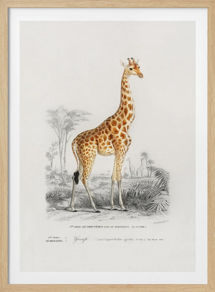 Giraffe | Poster