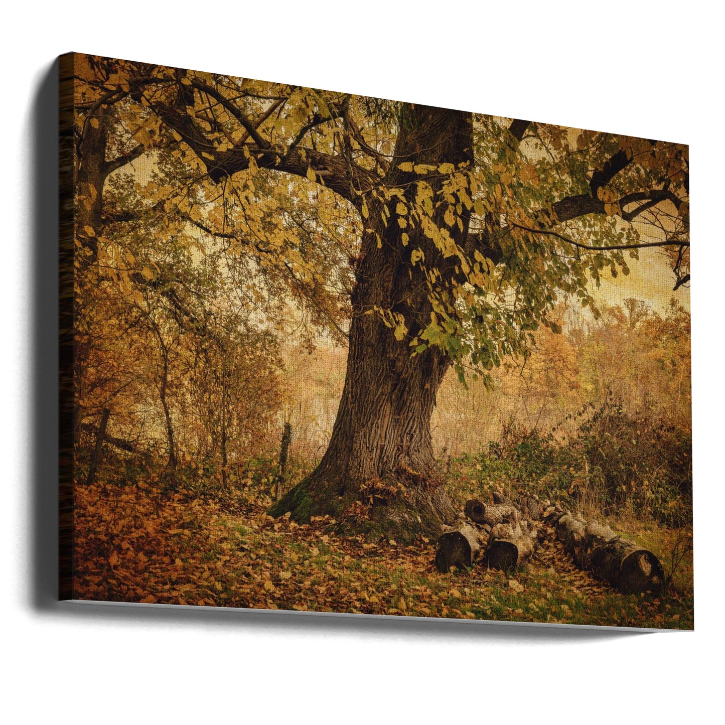 Gammalt träd | Canvas