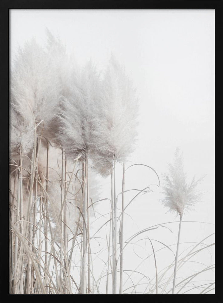 Pampas Grass I | Poster