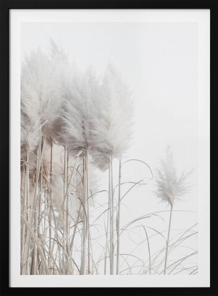 Pampas Grass I | Poster