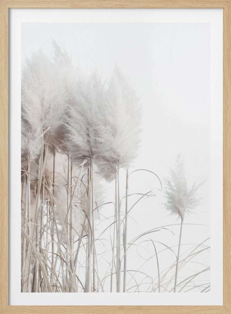 Pampas Grass I | Poster