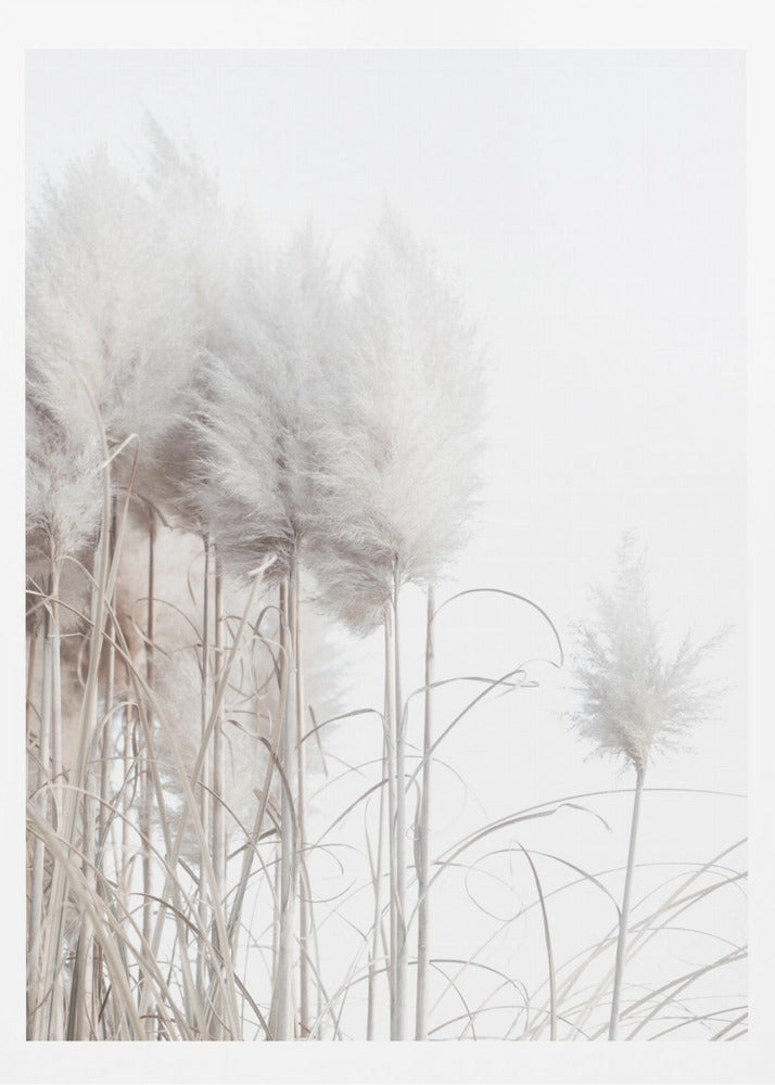 Pampas Grass I | Poster