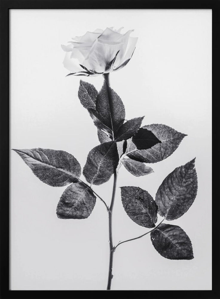 Rose | Poster