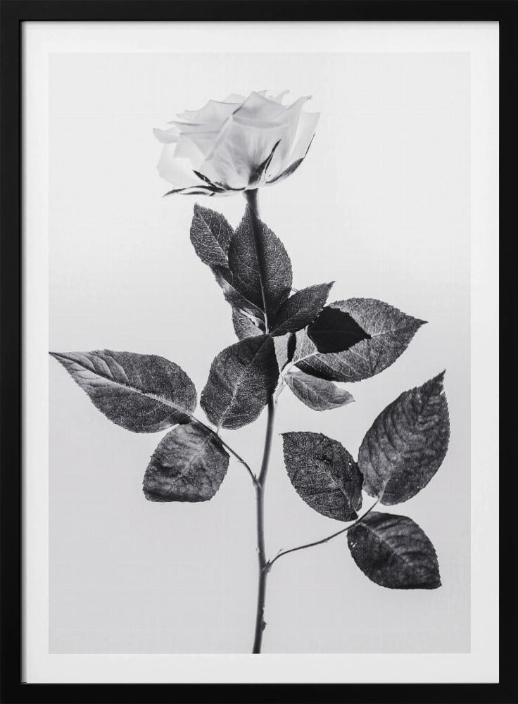 Rose | Poster