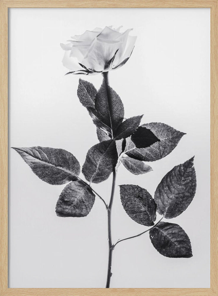 Rose | Poster
