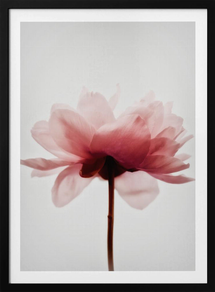 Pink Peony | Poster