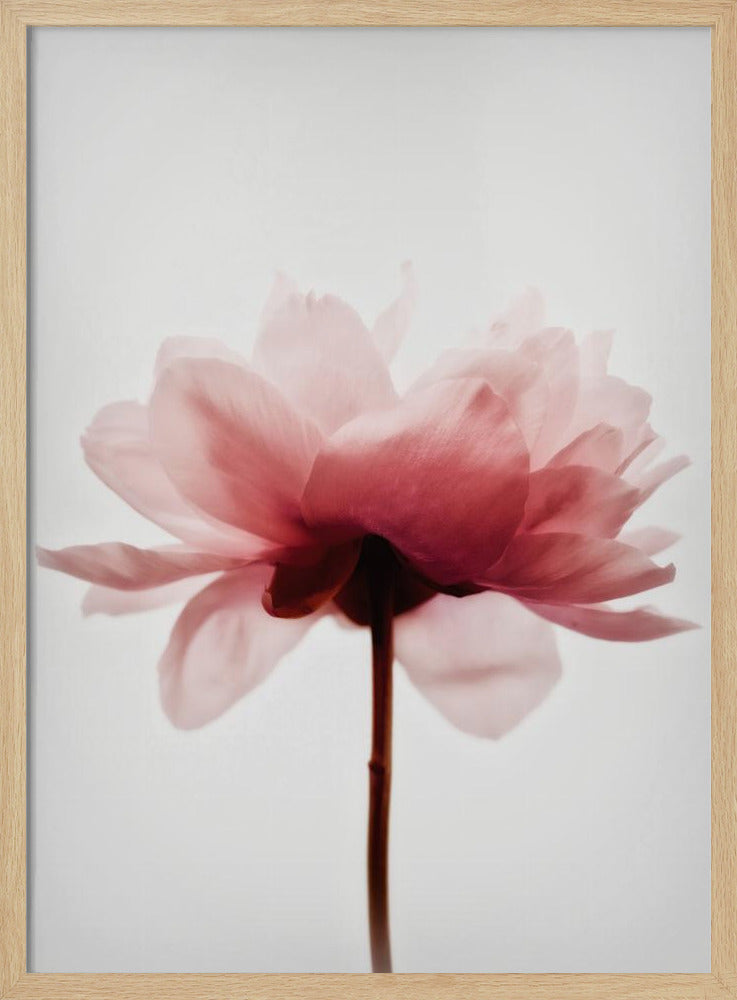 Pink Peony | Poster