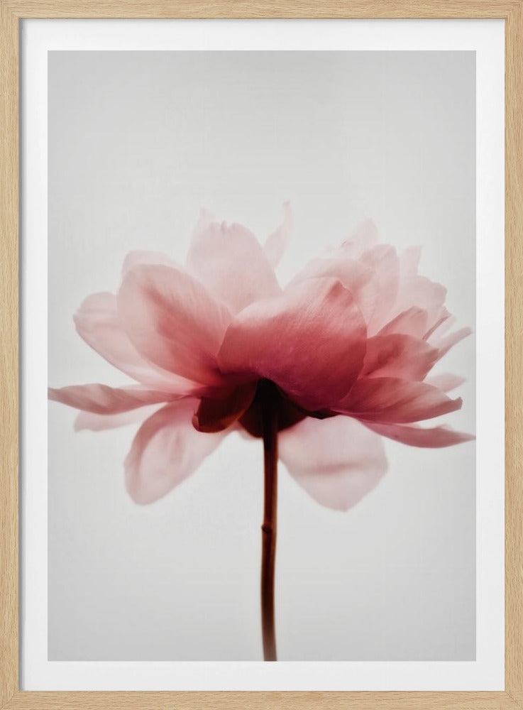 Pink Peony | Poster