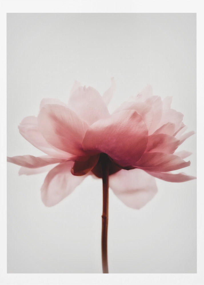 Pink Peony | Poster