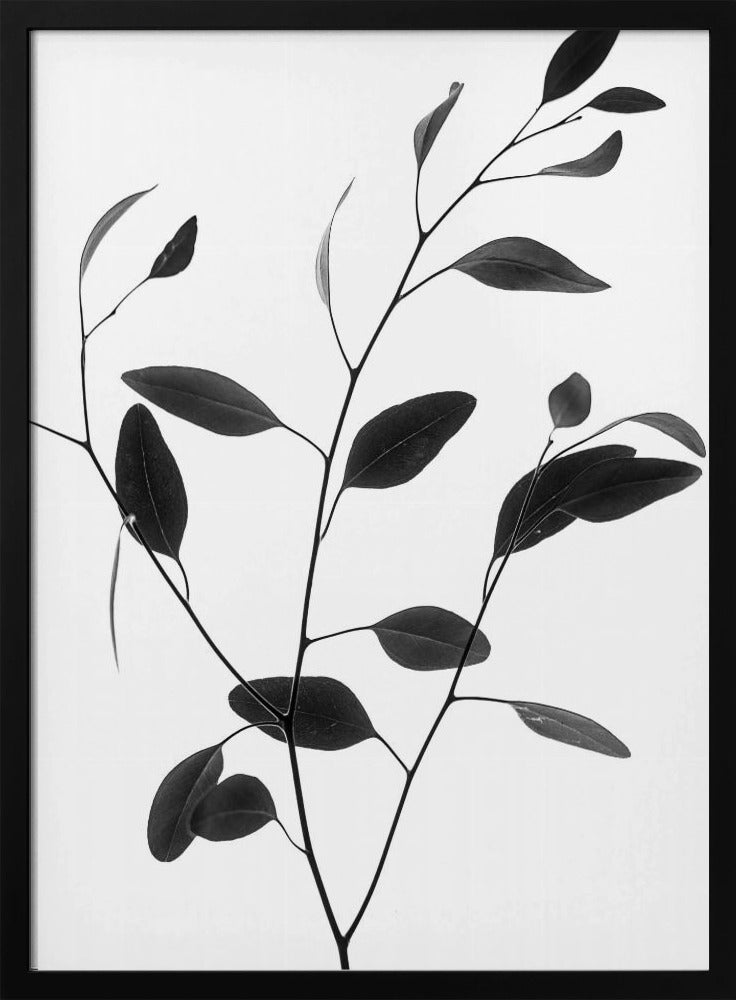 Delicate Branch | Poster