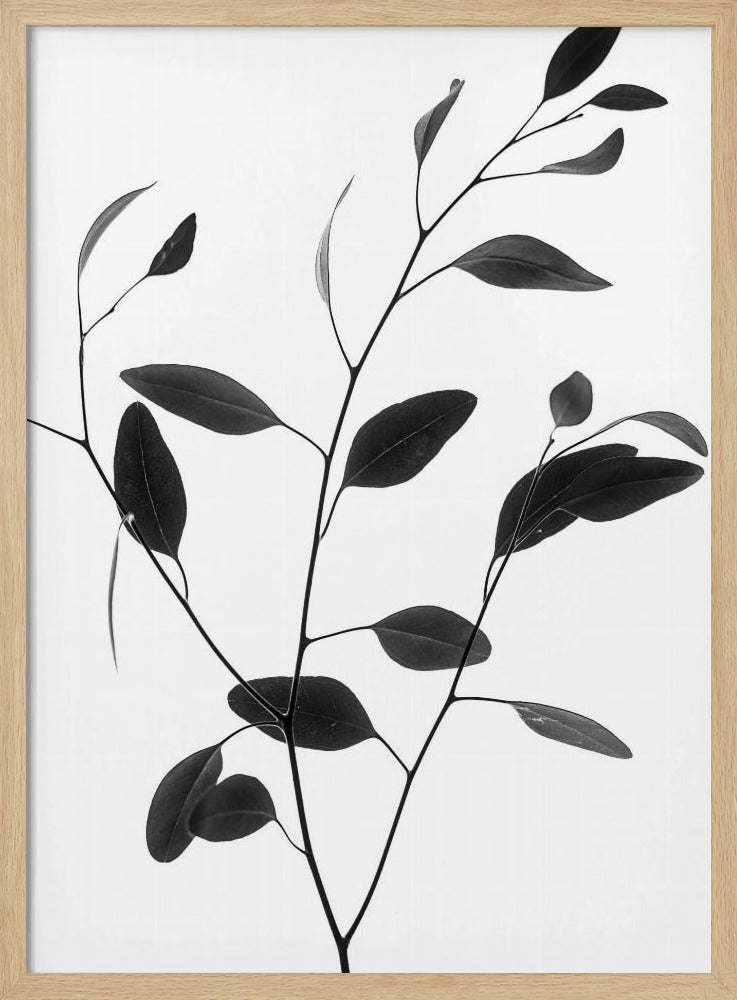 Delicate Branch | Poster