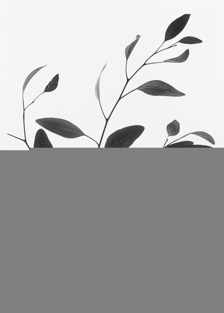 Delicate Branch | Poster