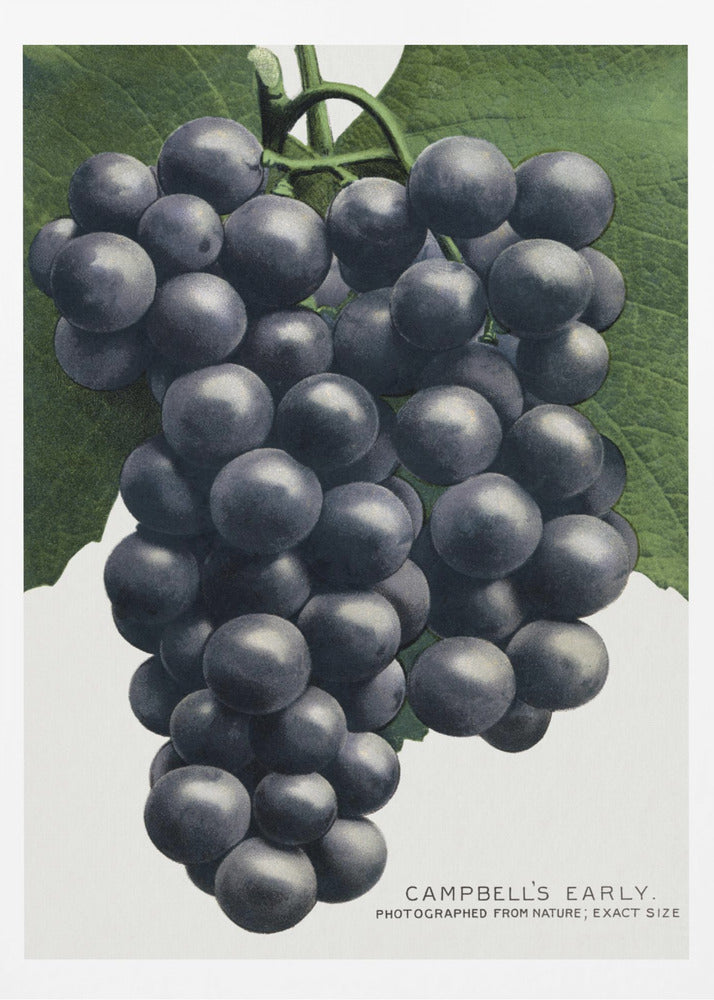 Campbell's Early Grape Lithograph | Poster
