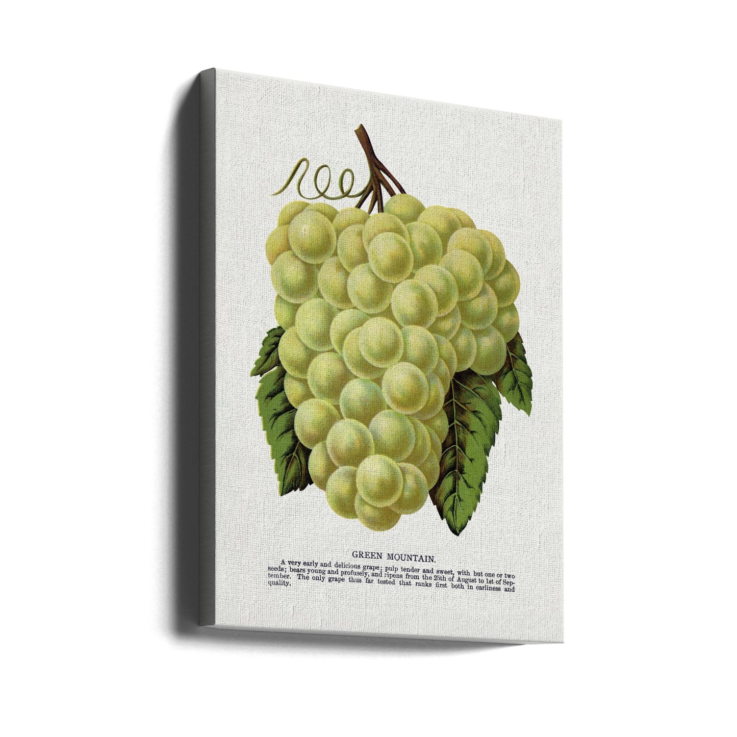 Green Mountain Grape Lithograph | Canvas
