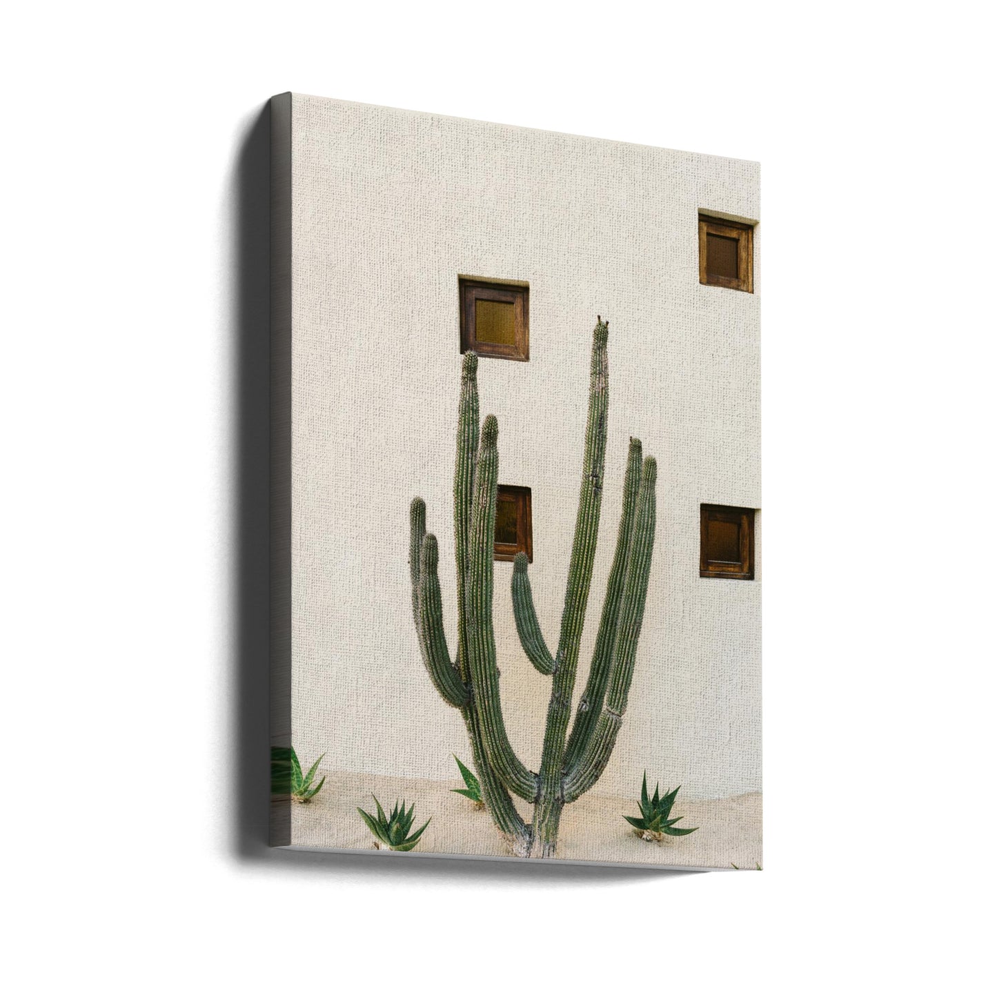 Cabo Cactus IX | Canvas