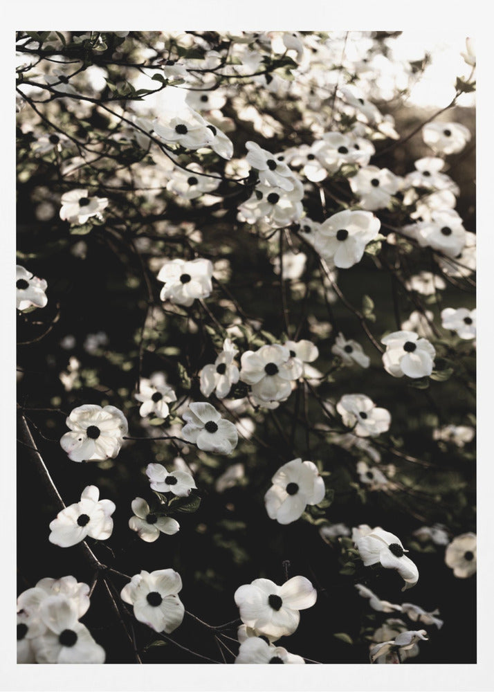 White Spring Tree 5 | Poster