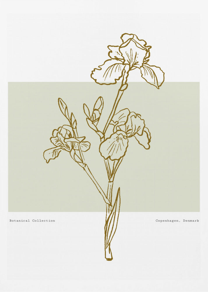 Floral Elegance | Poster