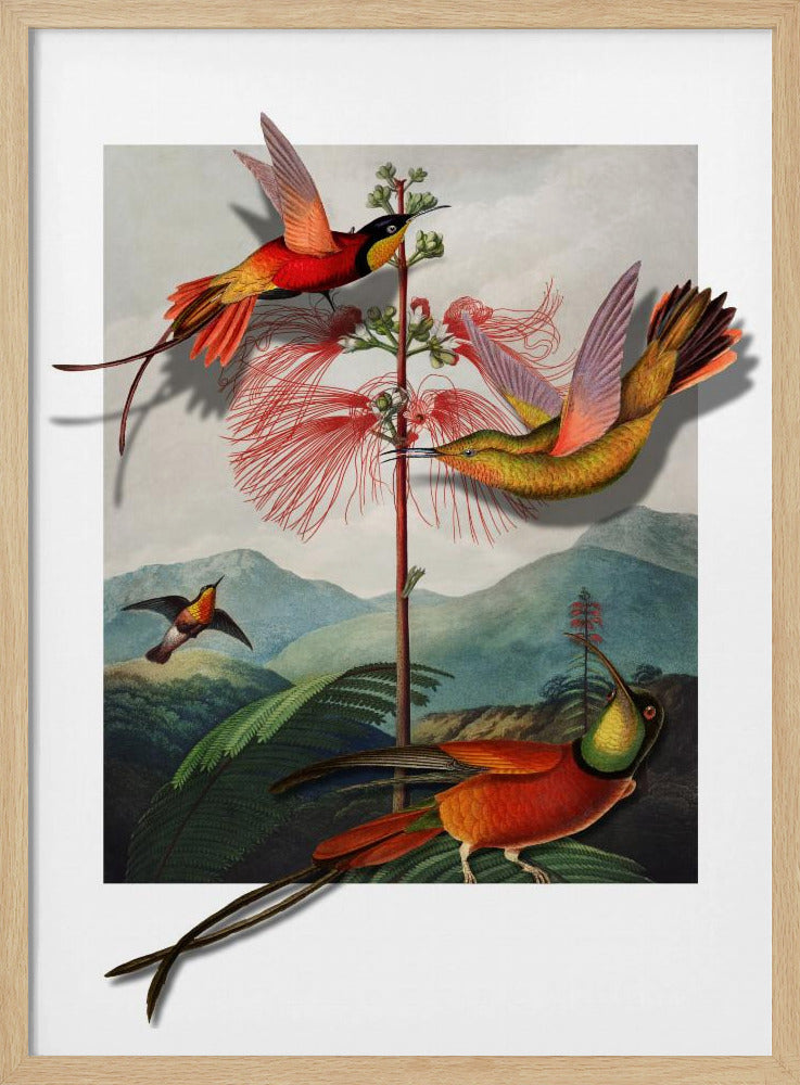 Mimosa Grandiflora | Poster